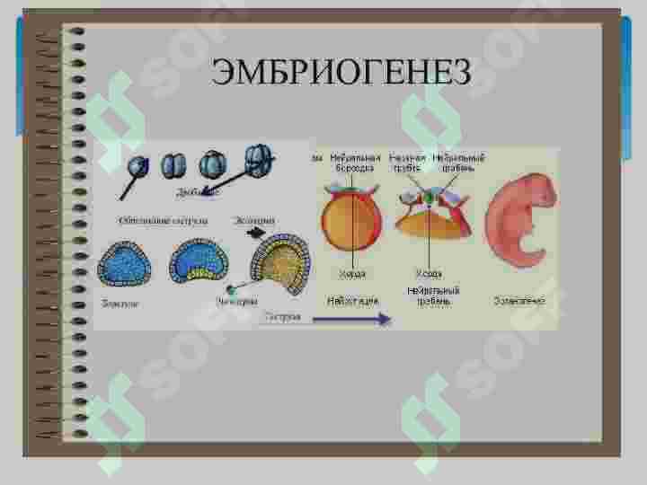 Preview 5