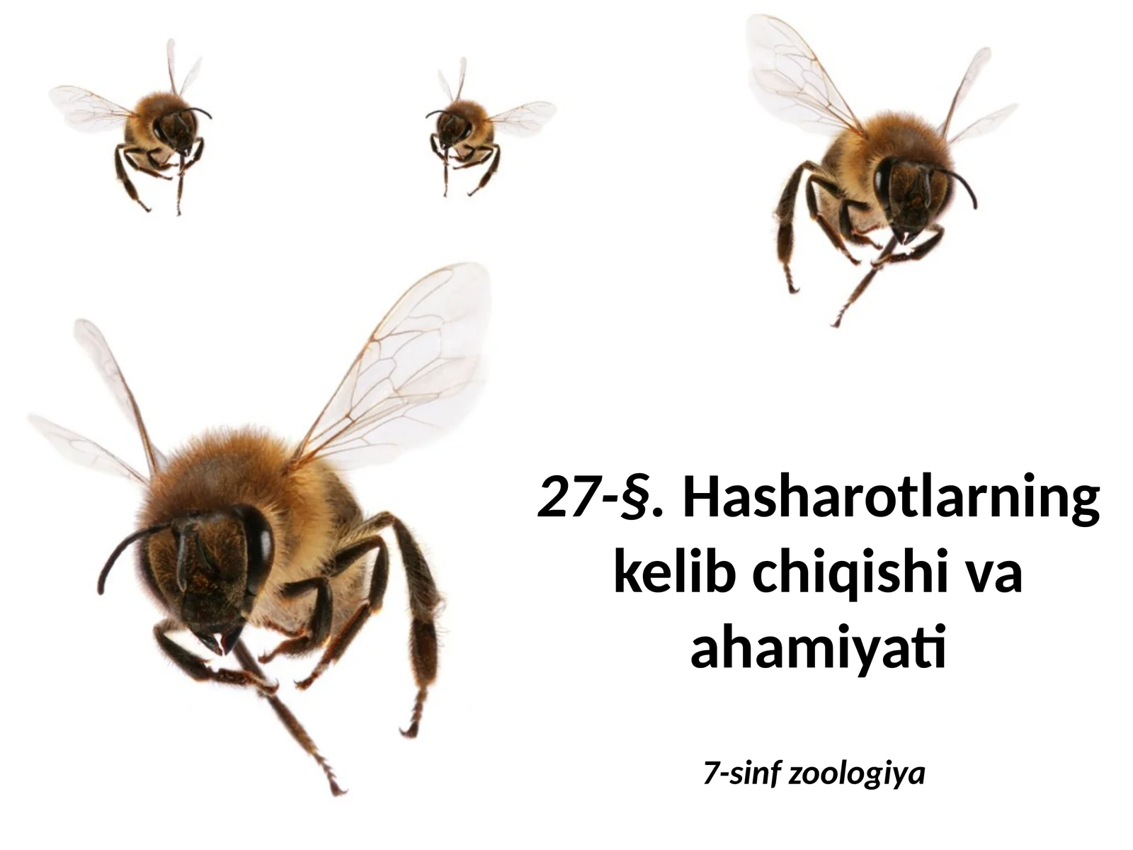 Hasharotlarning kelib chiqishi va ahamiyati