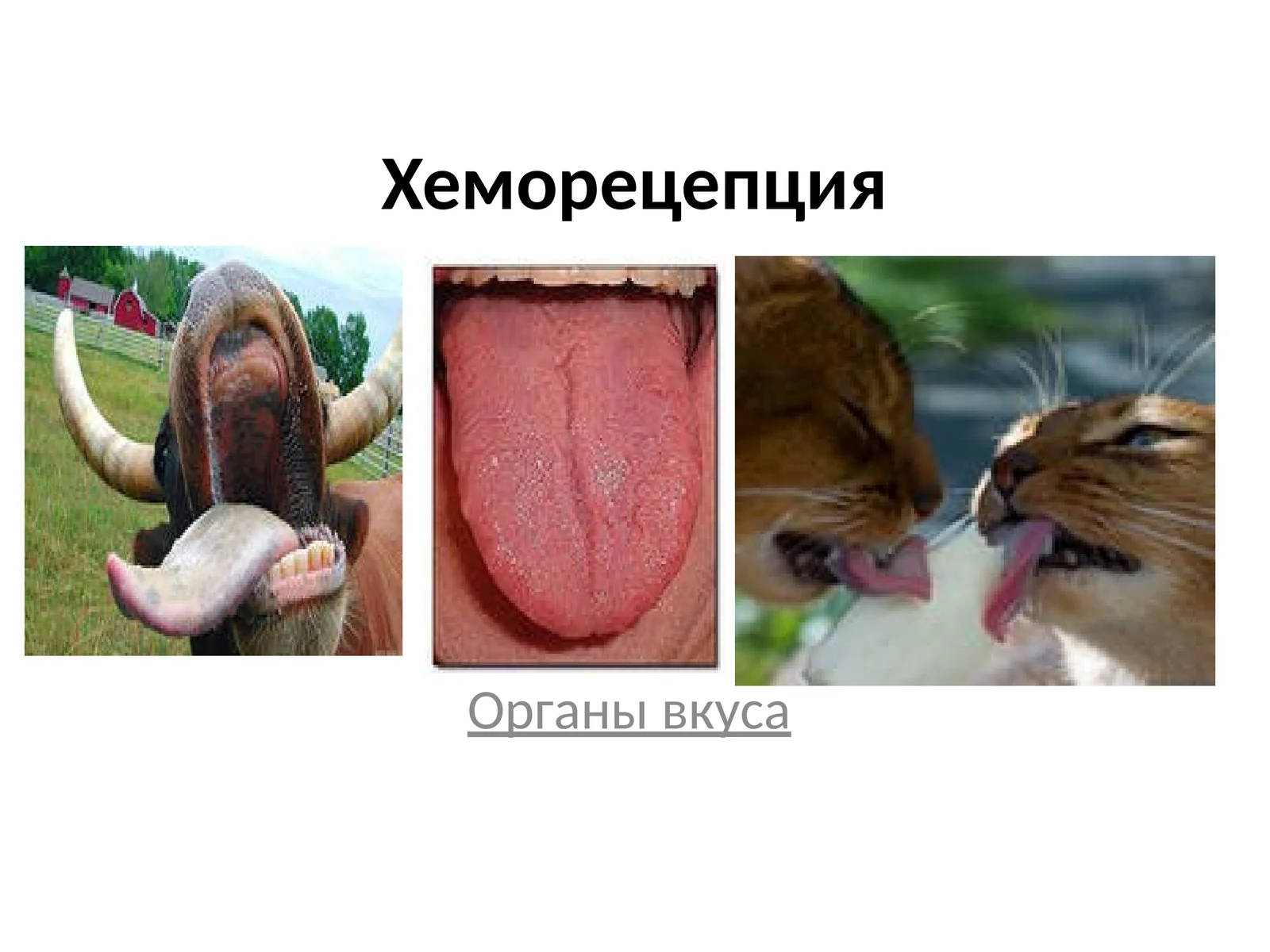 Хеморецепция