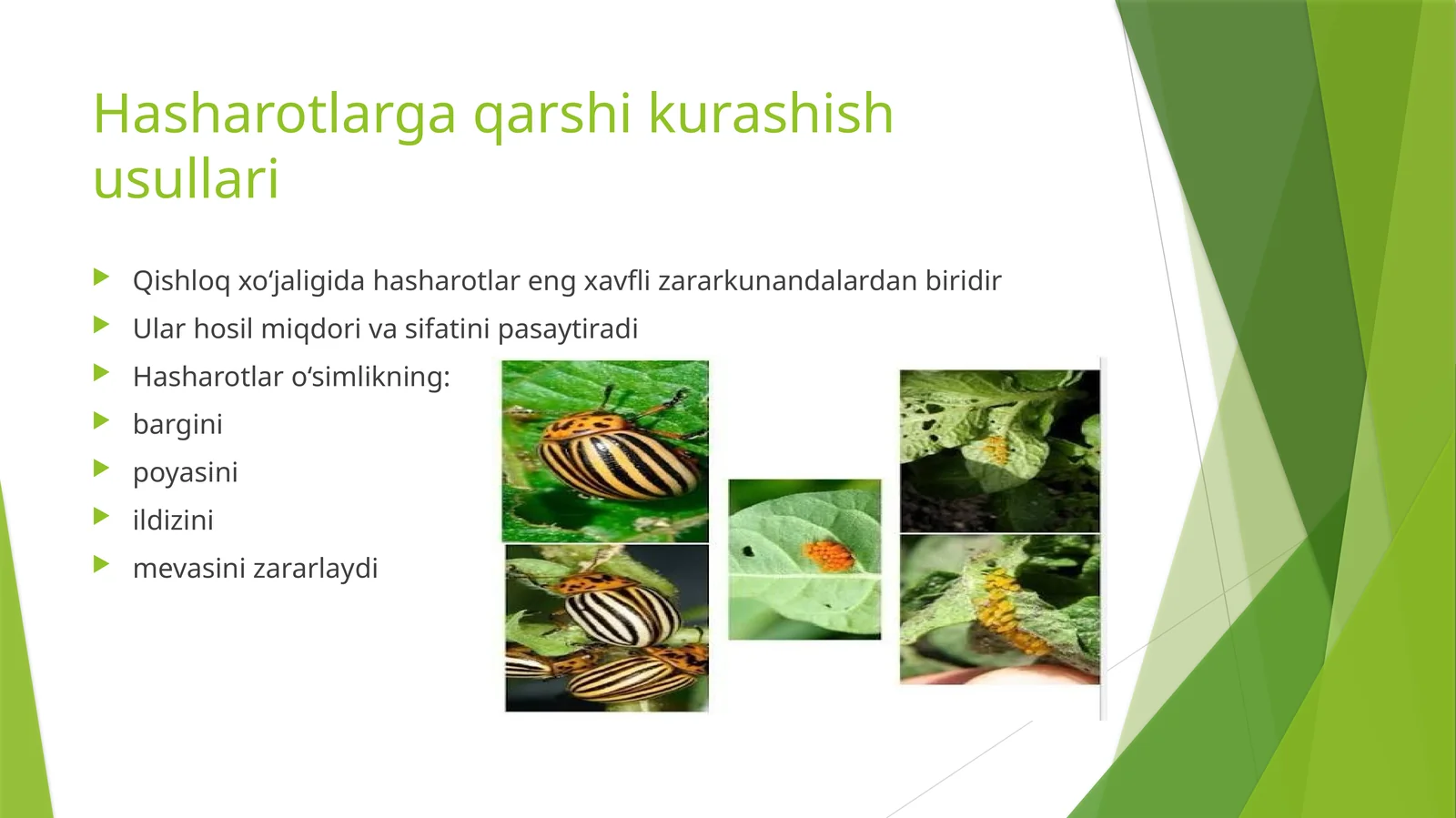 Hashoratlar
