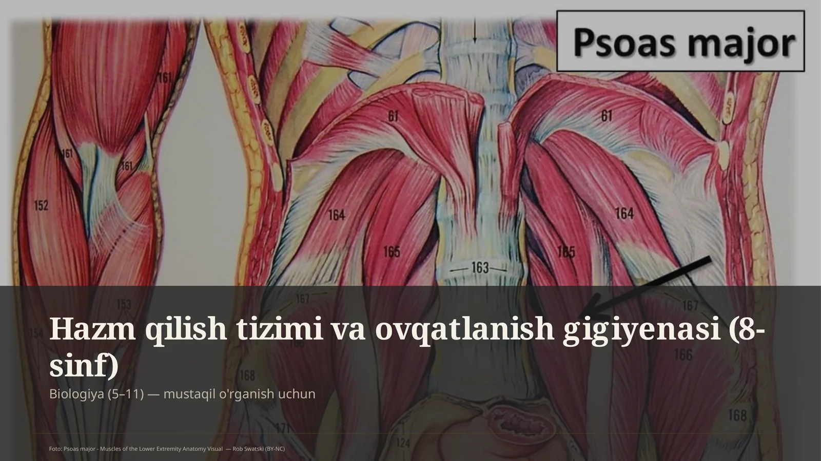 Hazm qilish tizimi va ovqatlanish gigiyenasi (8-sinf)
