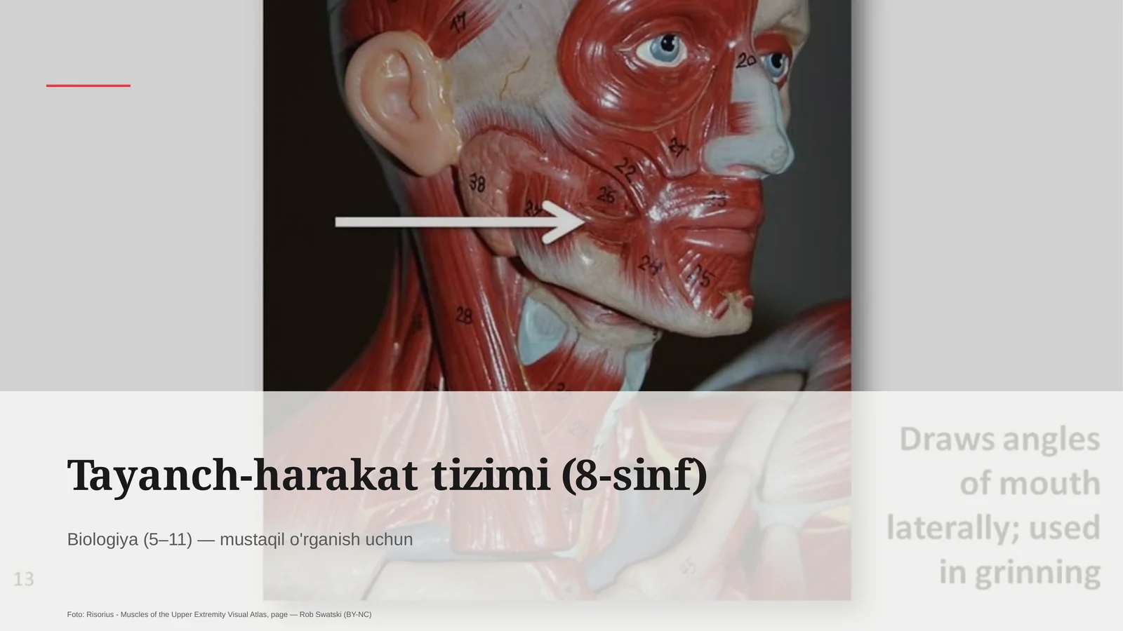 Biologiya (5–11) — mustaqil o'rganish