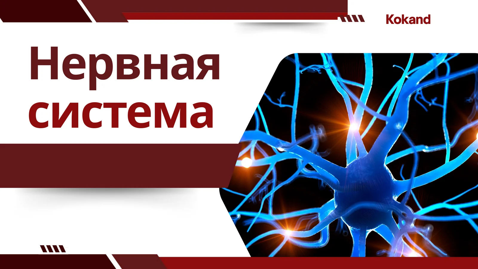 Нервная система
