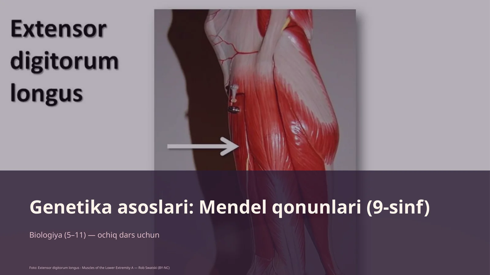Genetika asoslari: Mendel qonunlari (9-sinf)