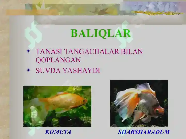 Product slide 5