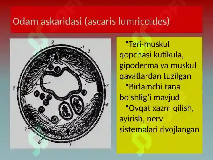 Product slide 8